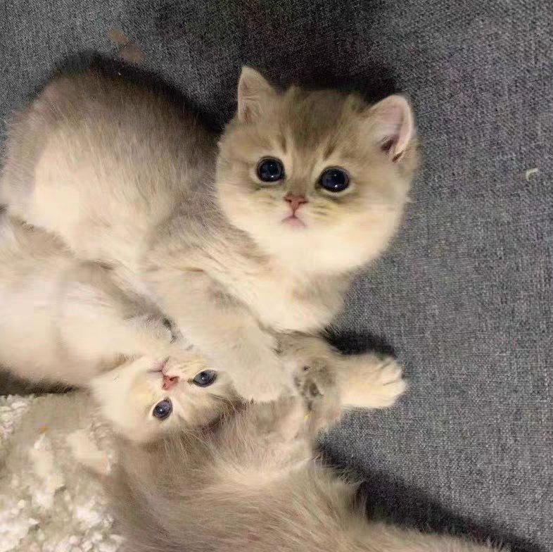 猫舍直销,批发价出售,蓝金渐层